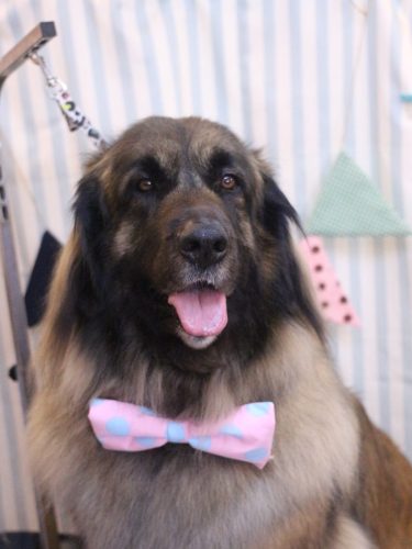 20250501シェリーちゃん